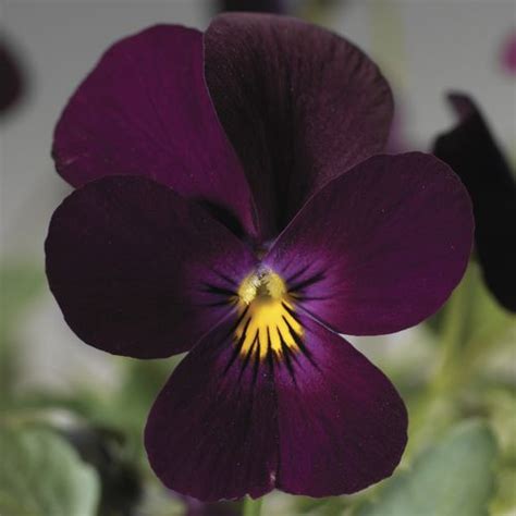 Viola Cornuta Endurio Violet Fleurir Sa Ville