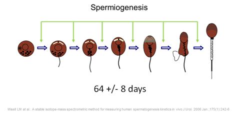 Production of sperm cell – Telegraph