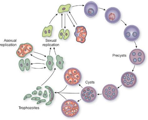 Pneumocystis Jiroveci Life Cycle