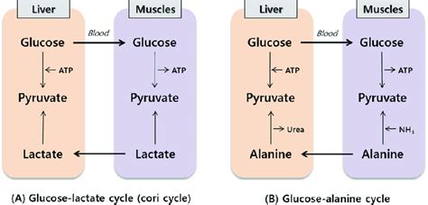 Cori Cycle Diagram