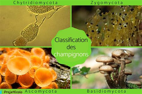 Classification des champignons Types et caractéristiques