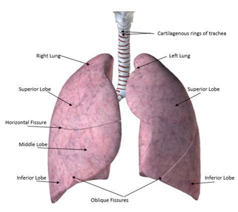 Gross Anatomy Of The Respiratory System Flashcards Quizlet