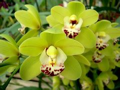 Green Cymbidium Orchids