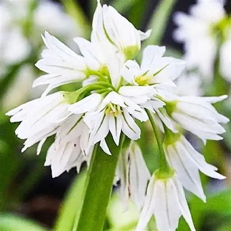 Купить Аллиум Triquetrum Белый, бежевый, кремовый Луковицы 2шт ...