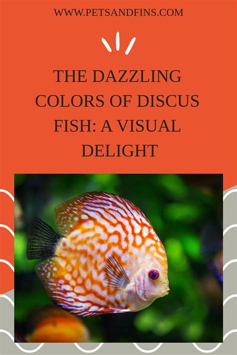 The Dazzling Colors of Discus Fish: A Visual Delight https ...