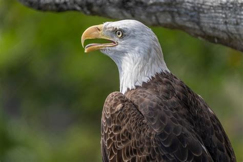 Premium Photo A Bald Eagle With A Yellow Beak Sits In Front Of A Tree