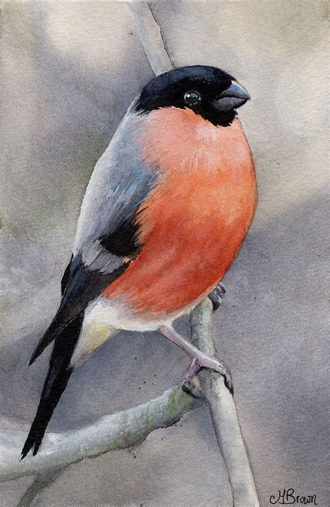 Bullfinch Marie Brown Fine Art