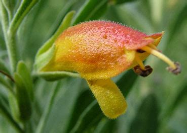 Eremophila glabra - Apace WA