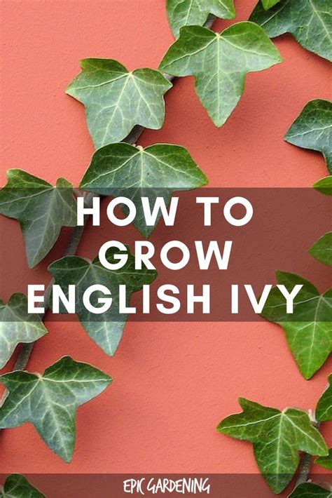 The 25+ best English ivy indoor ideas on Pinterest | Plants indoor ...