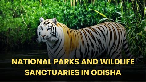 Odisha S National Parks Wildlife Sanctuaries