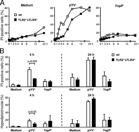 TLR4 Accelerates YopP Dependent Activation Of Caspases DC From TLR2 4