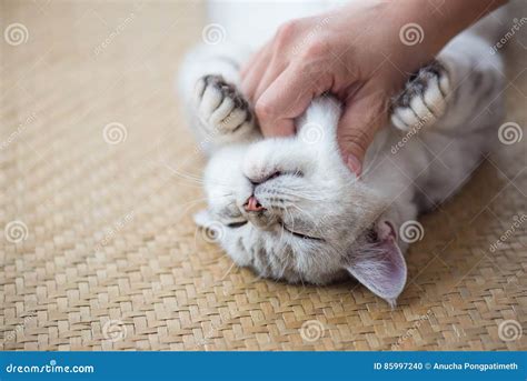 Happy Cat Sleeping Stock Photo Image Of Feline Portrait 85997240