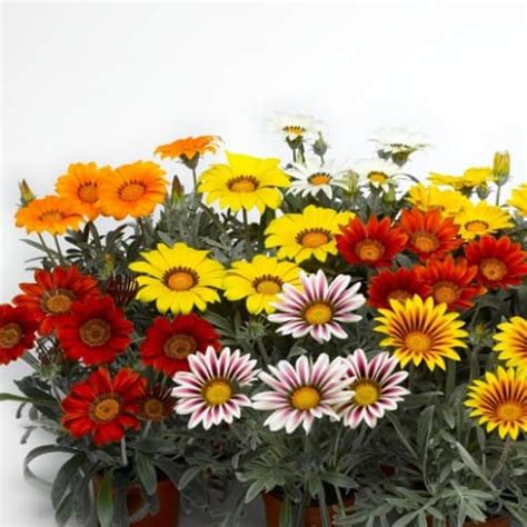 Семена газании Биг Кисс F1 смесь Syngenta Flowers 100 шт купить в ...