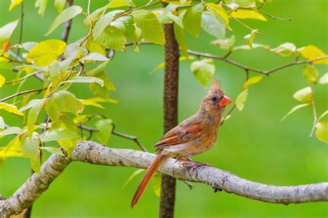 Cardinal Nord Oiseau Photo Gratuite Sur Pixabay