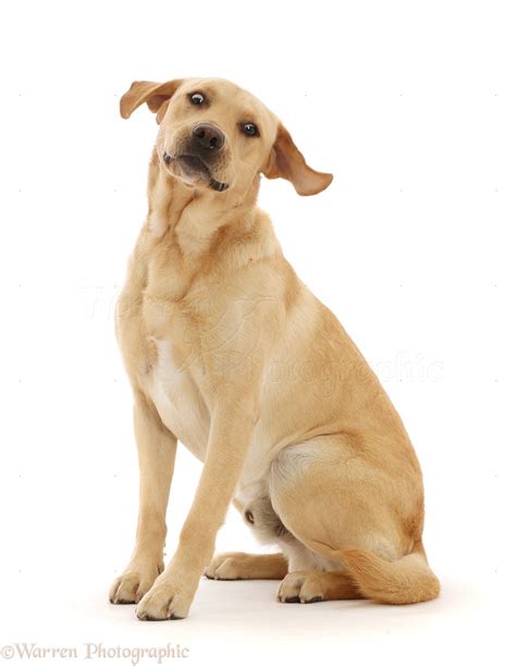 Yellow Labrador Retriever dog, making a funny face photo WP48324