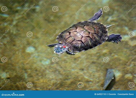 Tortoise Swimming In Water Stock Photo - Image: 6492110