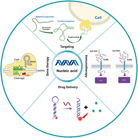 Function And Mechanism Of Nucleic Acid In Nanomedicine Nucleic Acid