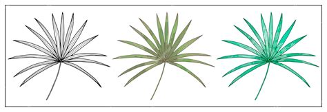 Premium Vector | The contour of a palm branch and a colored green palm ...