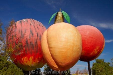 Big Fruit, Cromwell, Central Otago, South Island, New Zealand