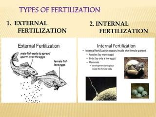 Fertilization | PPT