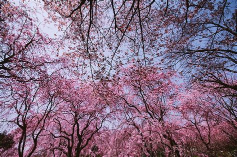 Hermosas flores flor de cerezo hanami japón cultura japonesa madre