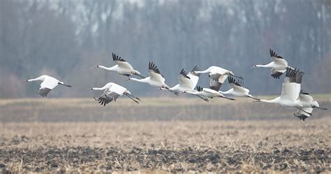 Great Lakes Birds | The Nature Conservancy