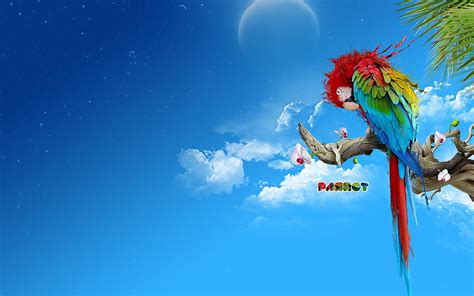 Macaw Parrot HD Wallpaper Pxfuel