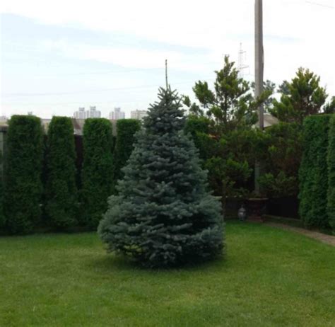 Обрезка сосны: схема, время, правила