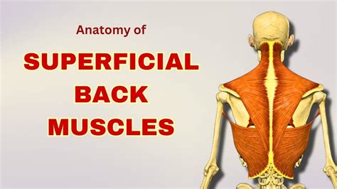 Superficial Back Muscles Anatomy Extrinsic Back Muscles Anatomy