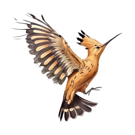 Premium Vector Hoopoe Bird Vector Ilustration