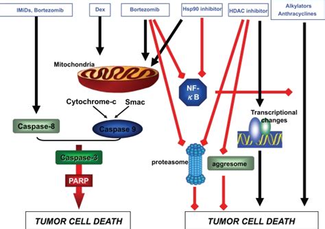 Synergistic Anti Mm Activity Of Bortezomib In Combination With Other