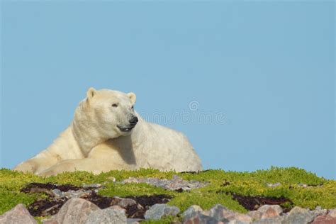 Polar Bear On Drift Ice Edge With Snow And Water In Sea White Animal