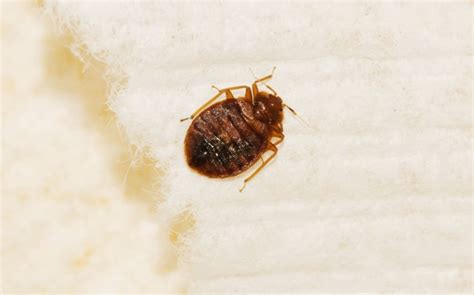 Bed Bug Control In Portsmouth Va Vinx Bed Bug Exterminators