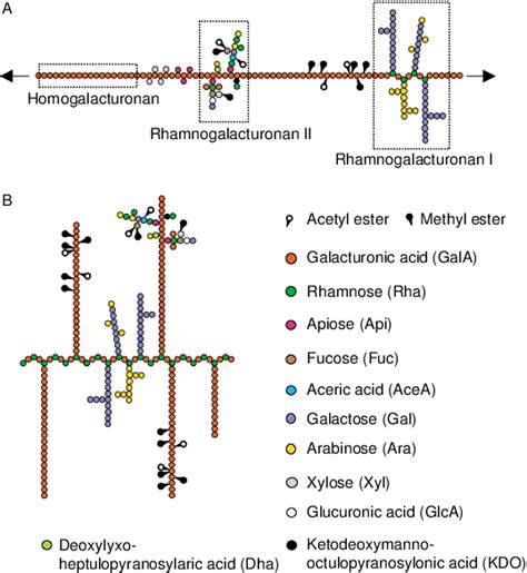 The Basic Structure Of Pectin Schematic Representations Of The