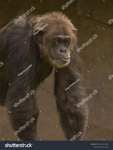 4037 Old Chimpanzee Images Stock Photos And Vectors Shutterstock