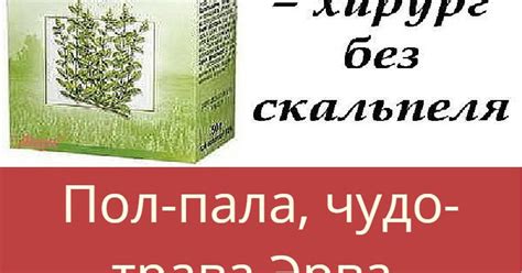 Пол-пала, чудо- трава Эрва- шерстистая. — Teletype