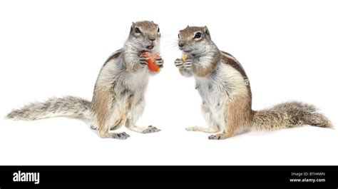 Cute Male And Female Squirrel Couple Stock Photo Alamy