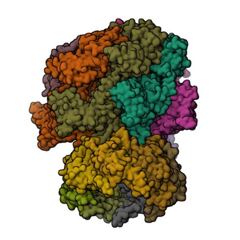 Rcsb Pdb Uiv Clpap Complex Bound To Clps N Terminal Extension