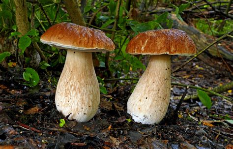 The 12 Best Edible Wild Mushrooms MeatEater Wild Foods