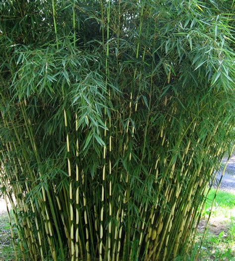 Fargesia Robusta Campbell Robusta Bamboo Garden