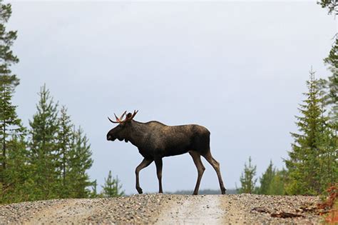 Nisäkkäiden ääniä, 7. osa: Hirvi