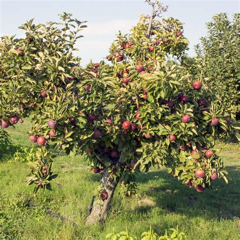 13 Heirloom Apple Varieties for the Perfect Pie