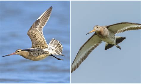 Godwit This Bird Flies From Alaska To Australia Without Stopping