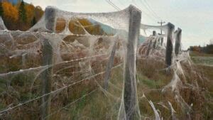 Australian Spider Webs Are The Most Terrifying Thing You Will Ever See