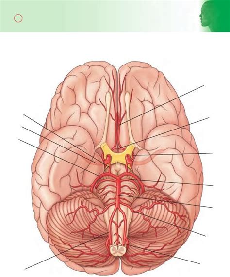 Cabeza Y Cuello Flashcards Gray Anatom A Para Estudiantes Udocz Mentor