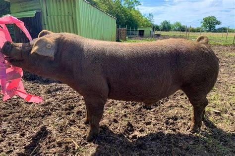 1 Duroc Breeding Boar | SellMyLivestock - The Online Livestock Marketplace