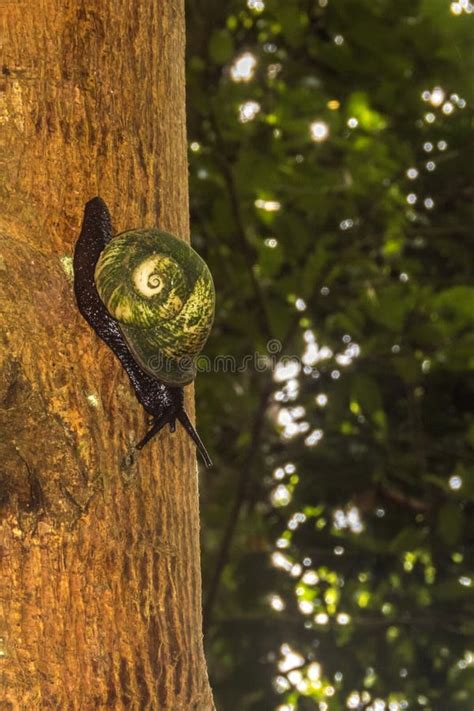 Giant Tree Snail Acavus Phoenix Sinharaja Rain Forest Stock Photo