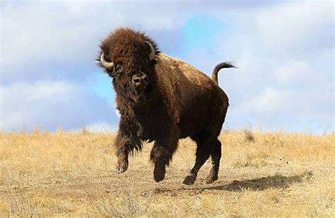 Buffalo Bluff Charge By Joe Tieszen Wildlife Photos Beautiful