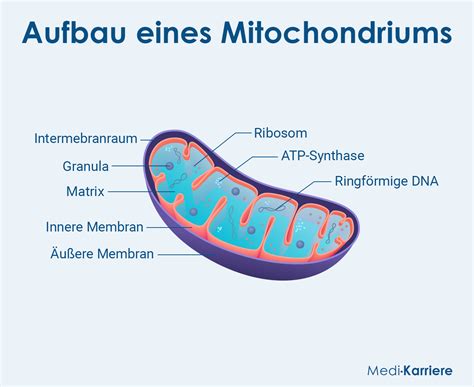 Mitochondrium Aufbau Und Funktion