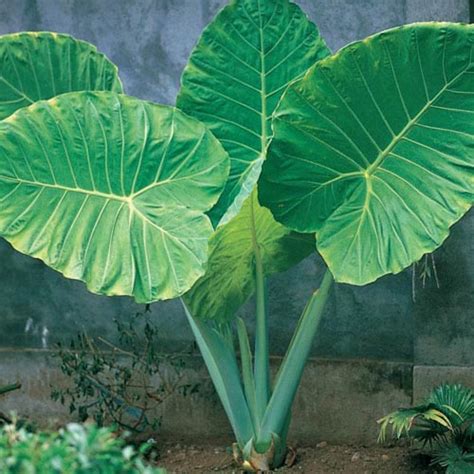 Odora Alocasia K Van Bourgondien